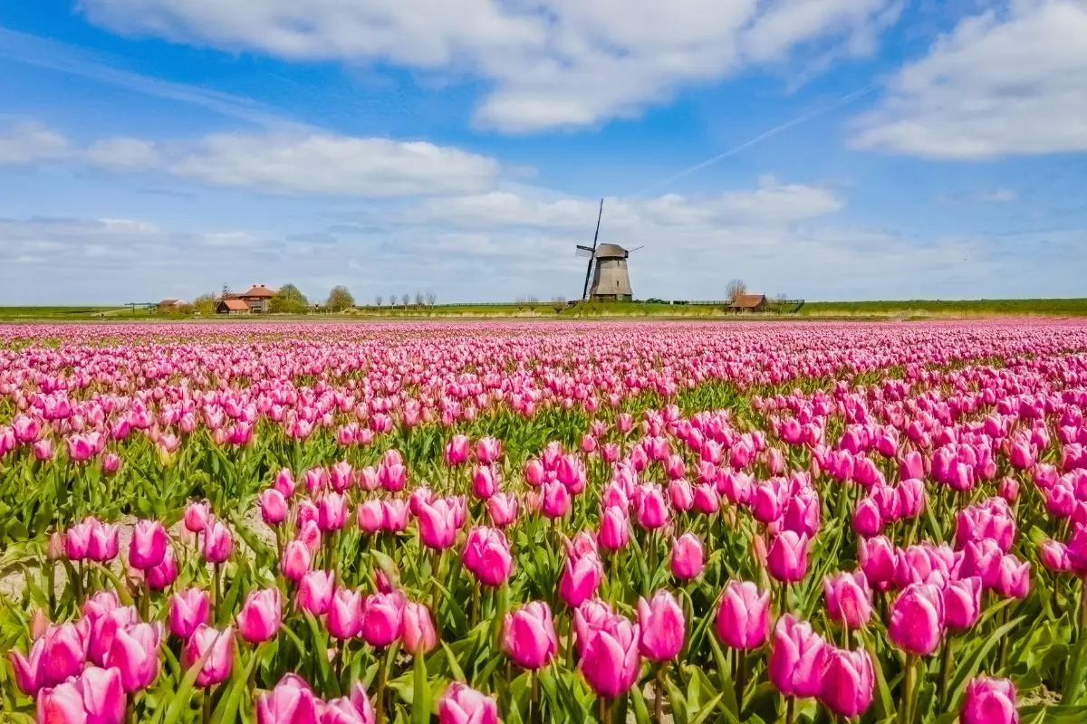 Bloemenveld met molen.