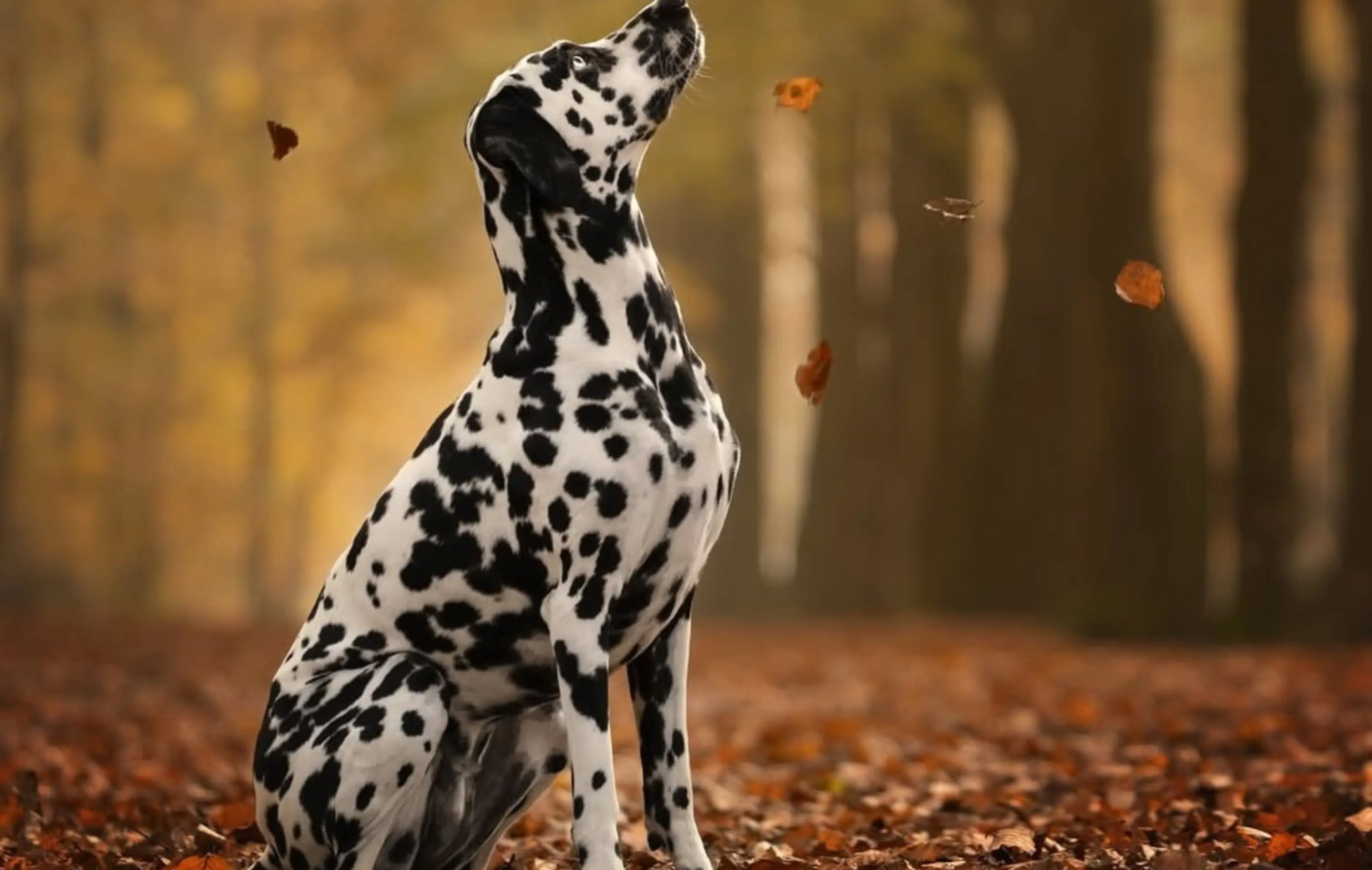 Herfst in Hart van Noord-Holland