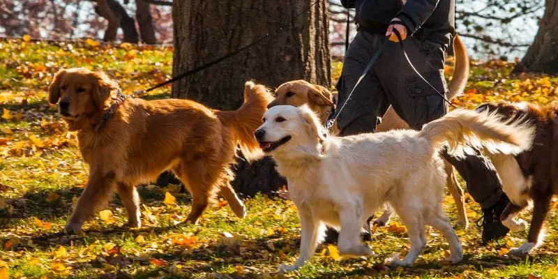 Wandelroutes met de hond