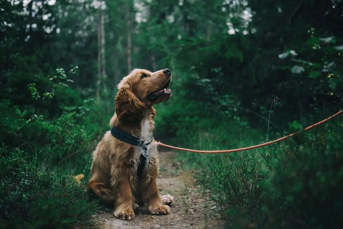hond met donkerbos