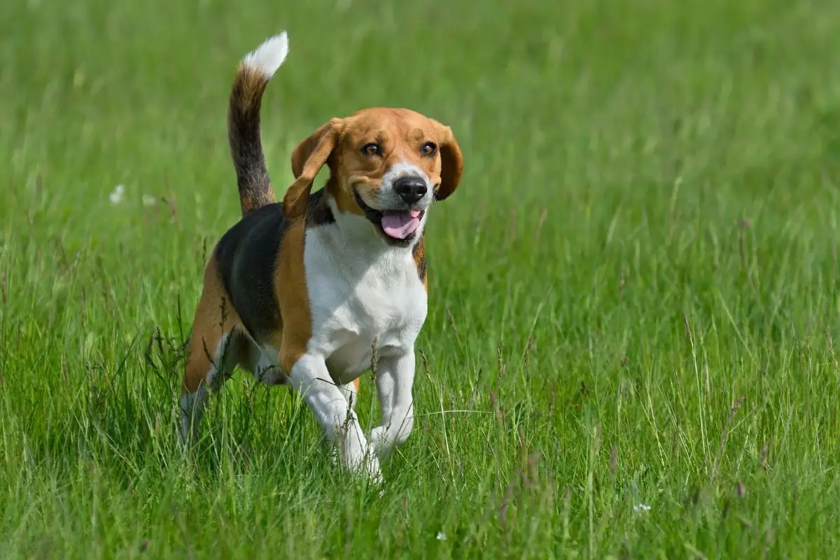 hond in hoog gras