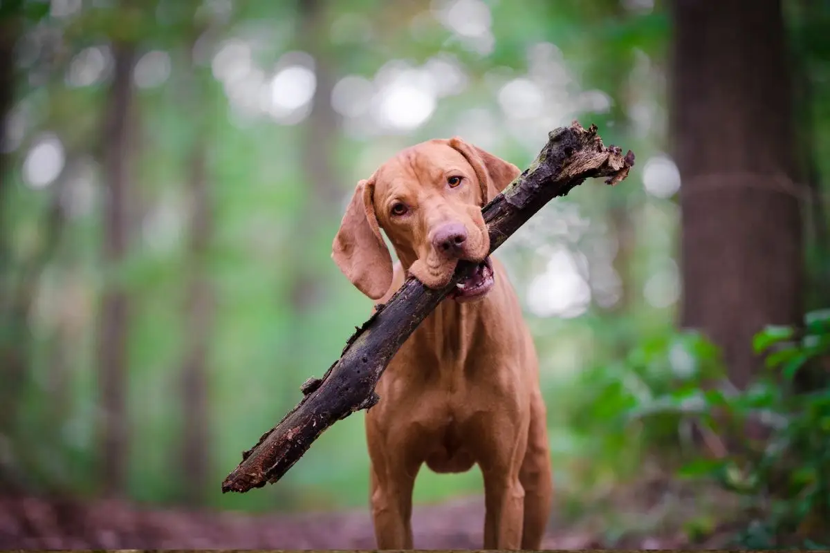 hond met stok in zn bek
