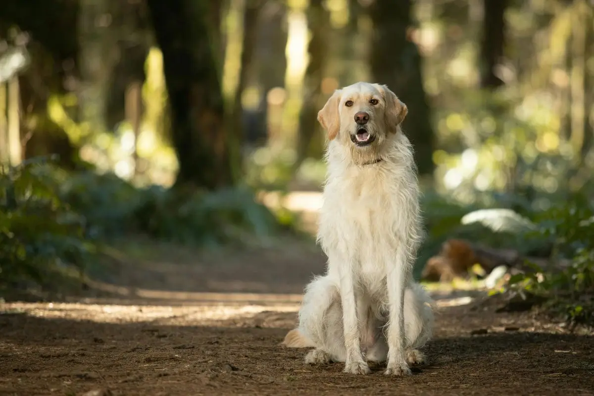 Golden hond met licht in het bos
