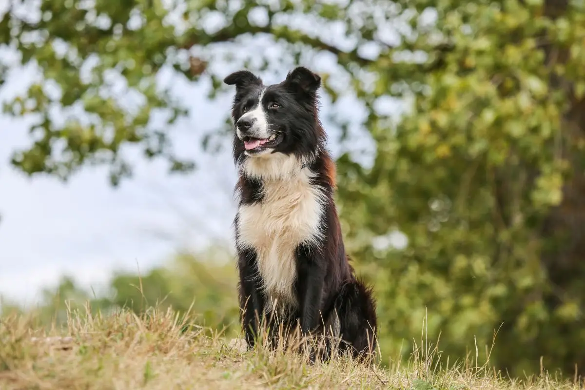 hond zwart wit op de berg