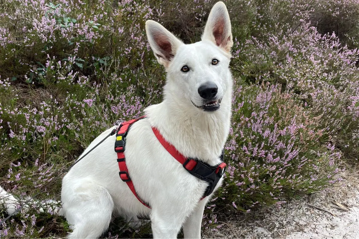 Witte hond in de hei schoorl