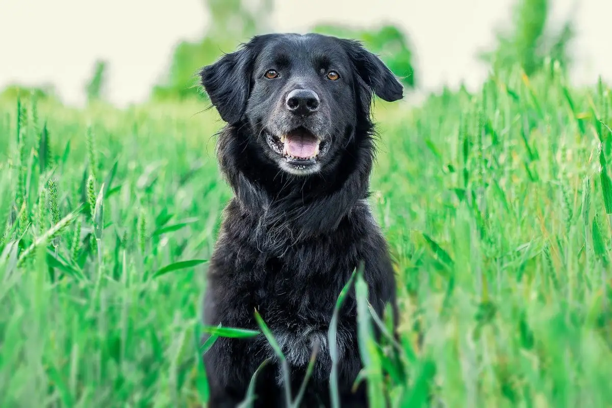zwarte hond in gras