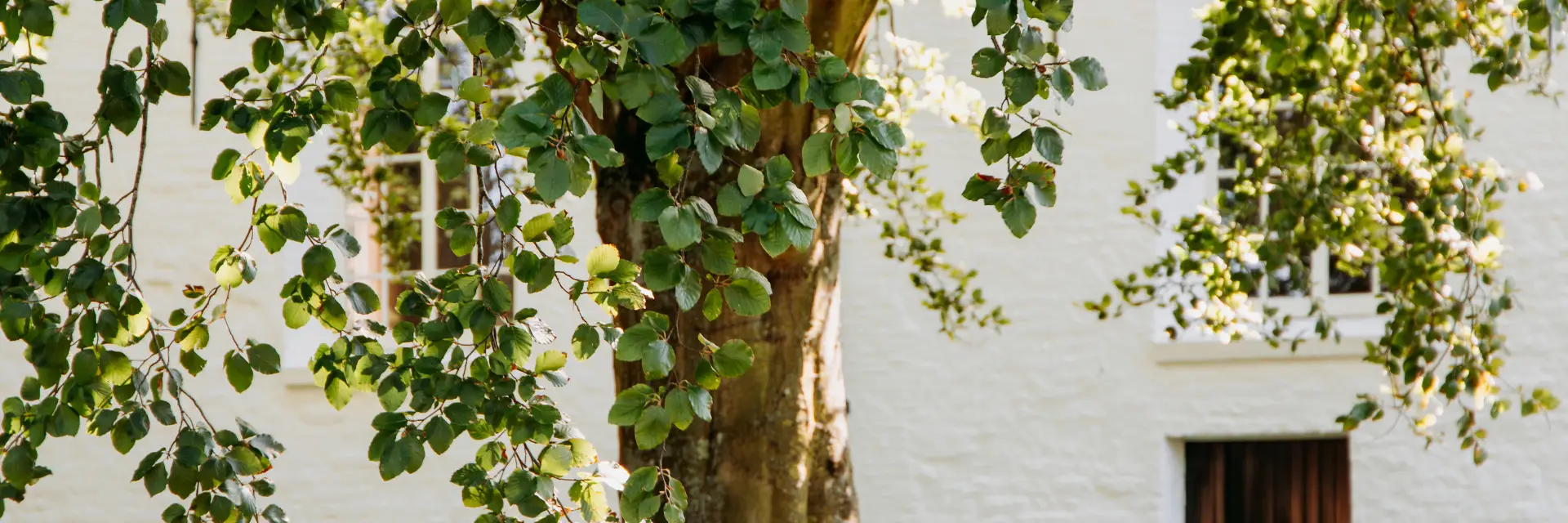 Een boom met groene bladeren staat voor een witgepleisterde gevel met ramen en een houten deur, zonlicht filtert door de bladeren