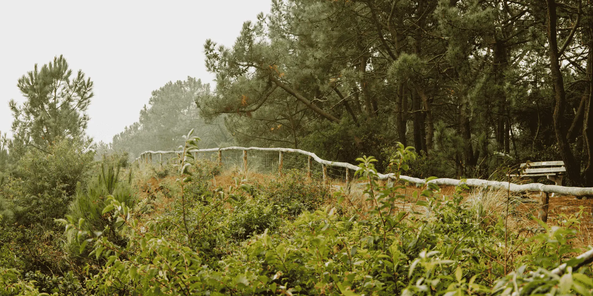 Schoorlse duinen