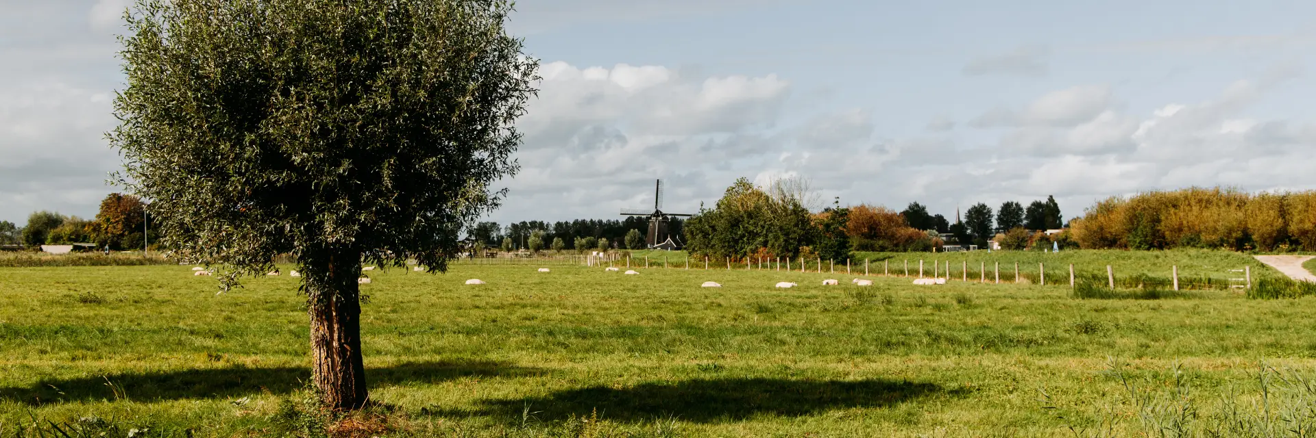 Een idyllisch landschap met een grote boom in de voorgrond, een groene weide met schapen en een molen in de verte onder een lichtbewolkte hemel