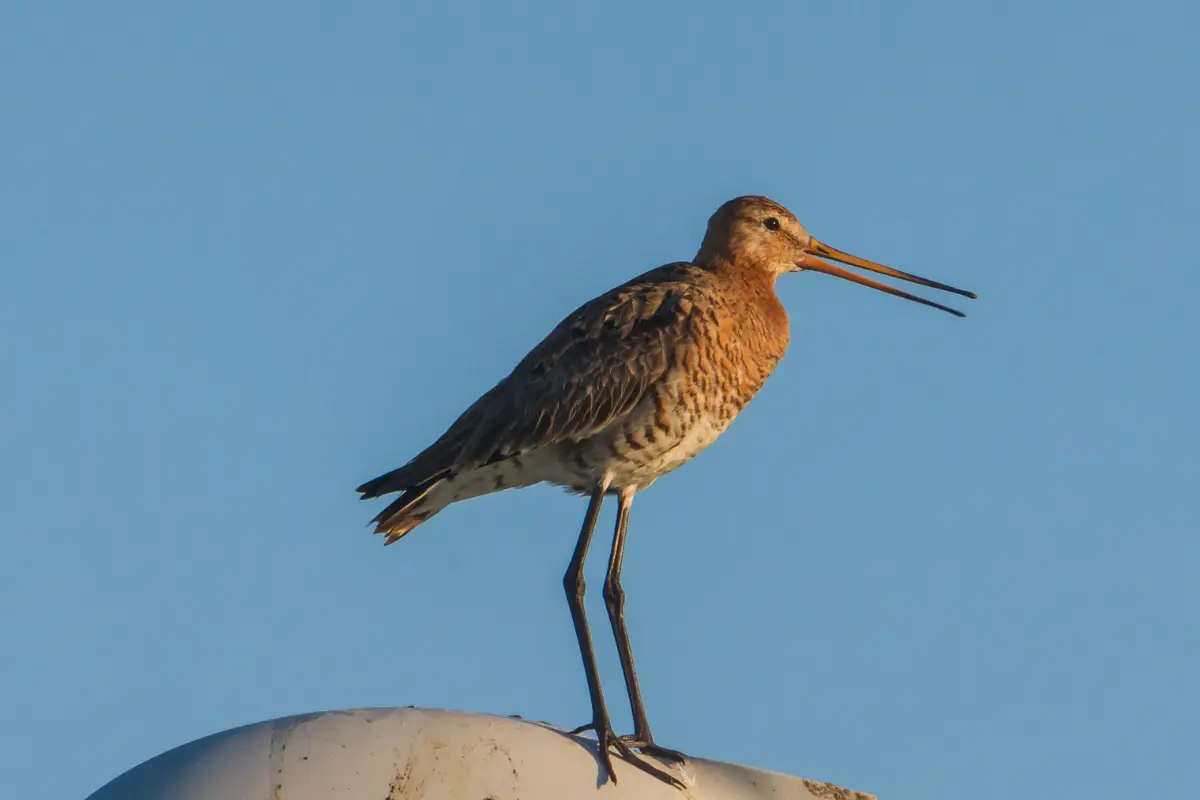 Vogel met blauwe lucht als achtergrond