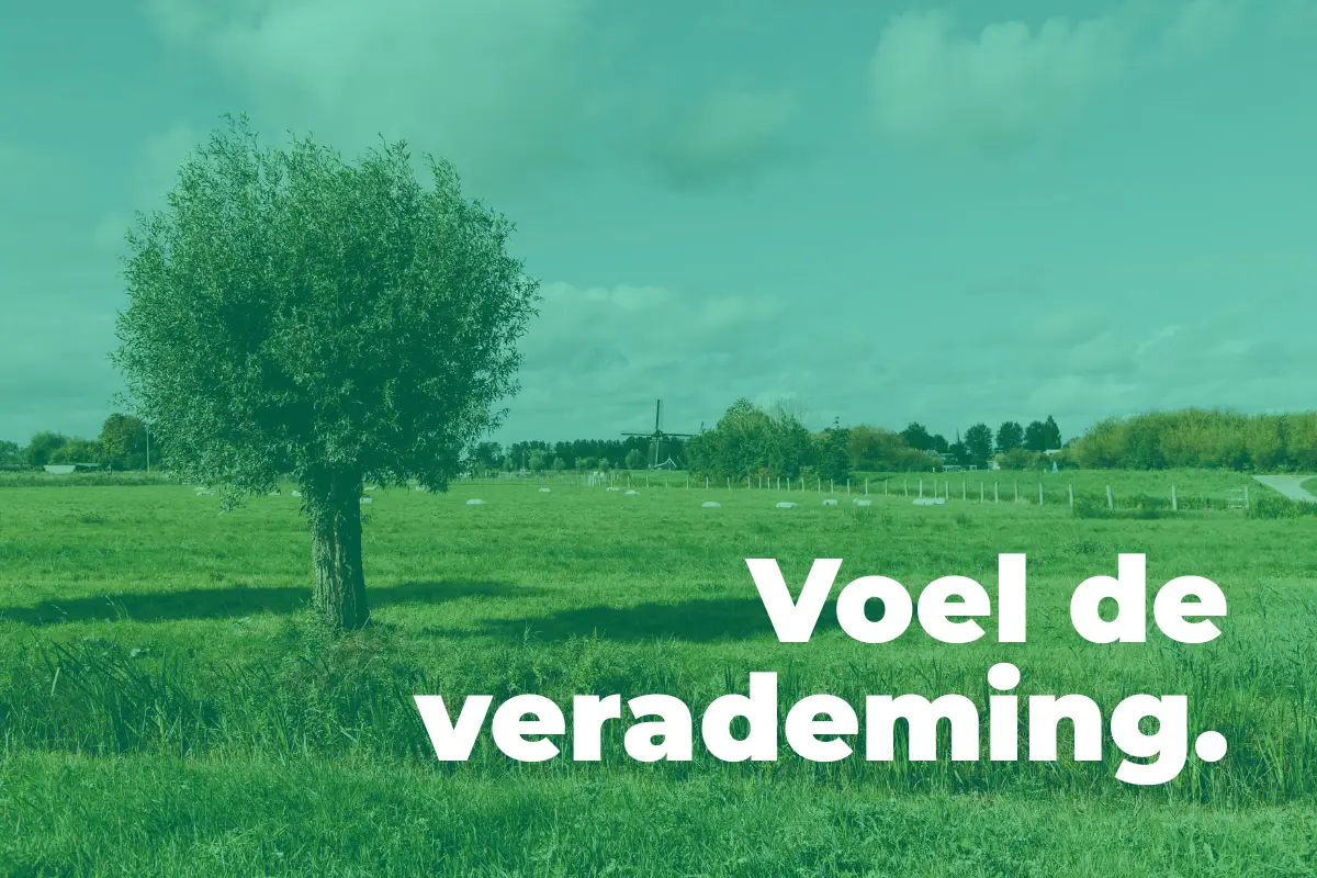 Groene landschap van Uitgeest met schapen en een molen
