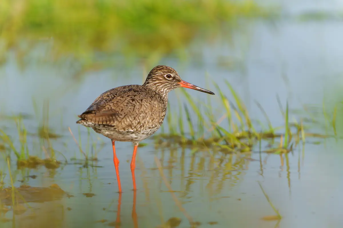 Een tureluur, een weidevogel met een bruin gevlekt verenkleed, rode poten en een oranje snavelpunt, staat in ondiep water omringd door gras en modder.