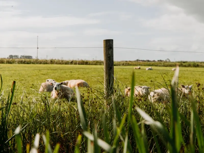 Schapen grazen in een groen weiland bij Uitgeest, deels verscholen achter hoog riet en een hekpaal met prikkeldraad. Op de achtergrond strekken open velden en een licht bewolkte lucht zich uit.