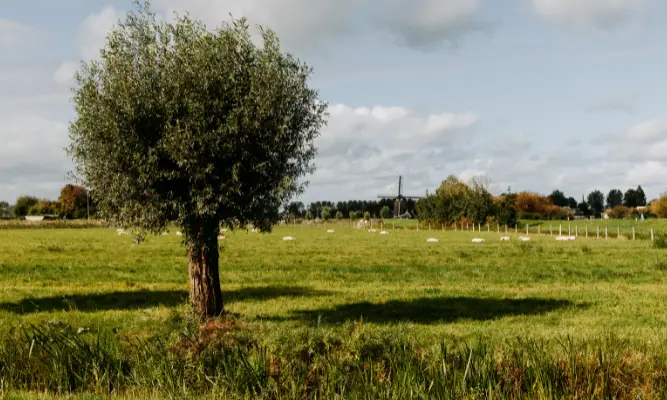 Groene landschap van Uitgeest met schapen en een molen